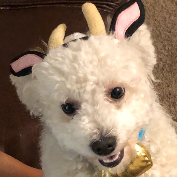 gemmy